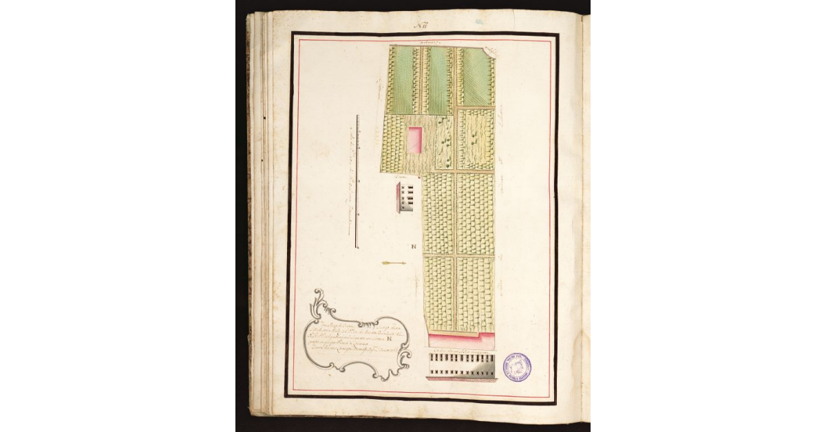 [Pianta della Vigna, dell'Erbuccia di detti RRPP con Terreni due con Marca simile]