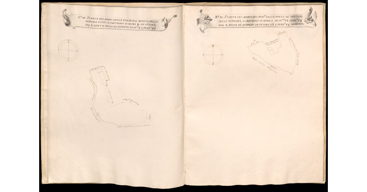 Pianta del bosco della femmina Morta delle Pianora [e] Pianta del bosco del Podere della Fonte de' Pantani delle Pianora