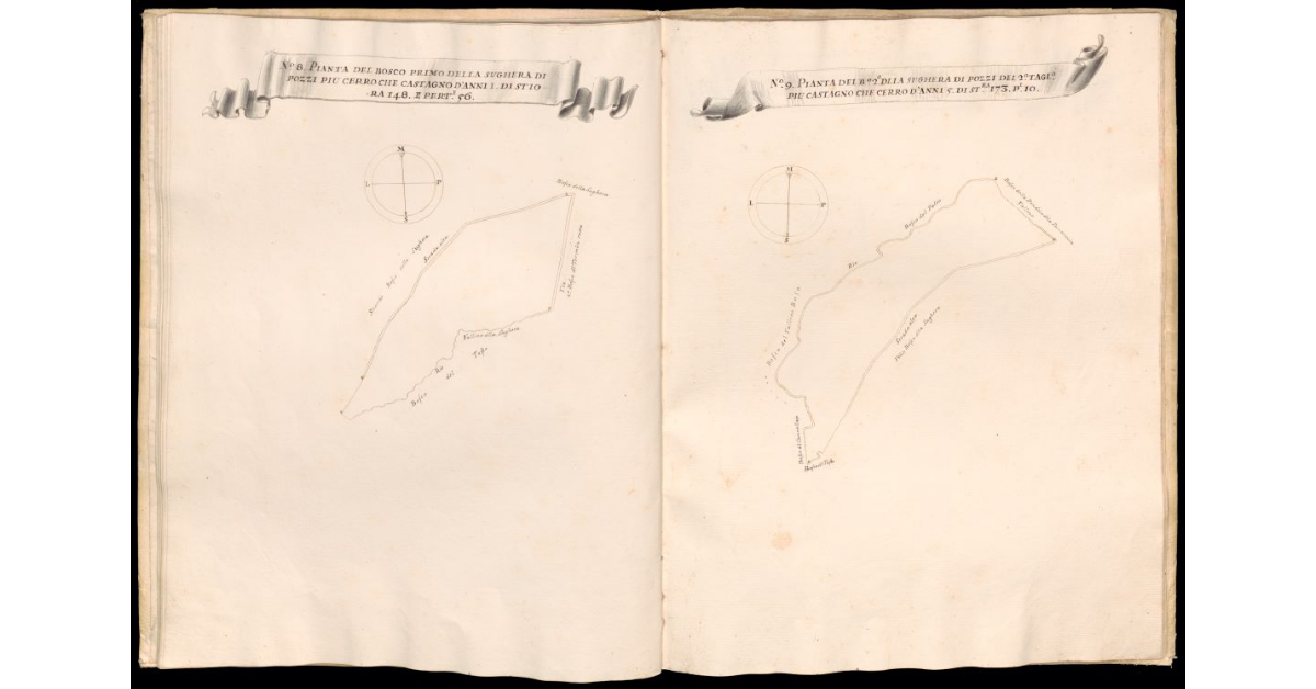 Pianta del bosco primo della Sughera di Pozzi [e] Pianta del bosco 2° della Sughera di Pozzi