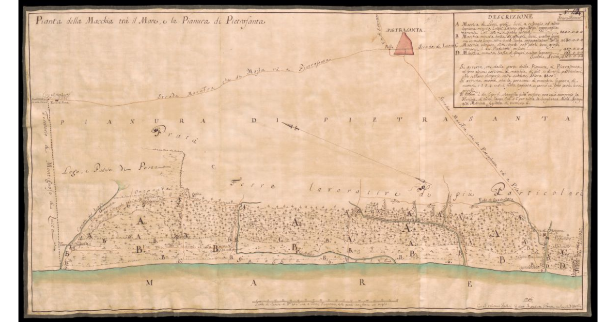 Pianta della macchia tra il Mare e la Pianura di Pietrasanta