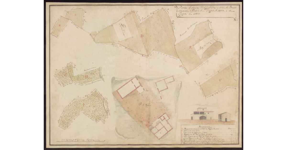 Pianta d'alcune maggiatiche e pezzi di bosco attenenti a Poderi di Fagna di Sopra e di Fagna di Sotto