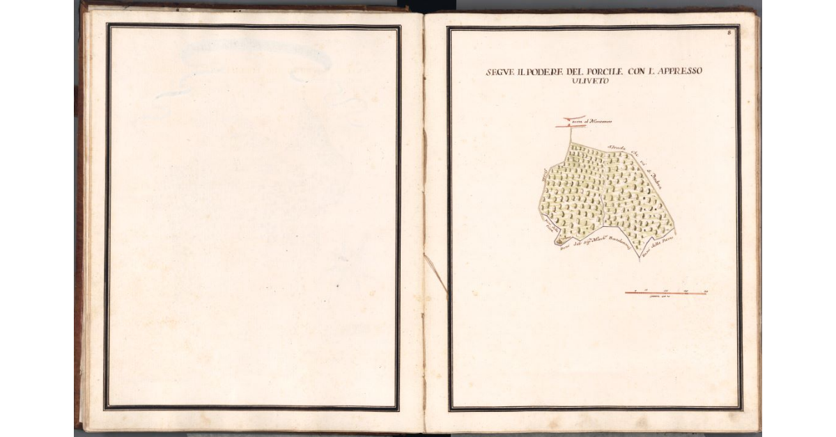 [Pianta dell'oliveto di pertinenza del podere del Porcile]