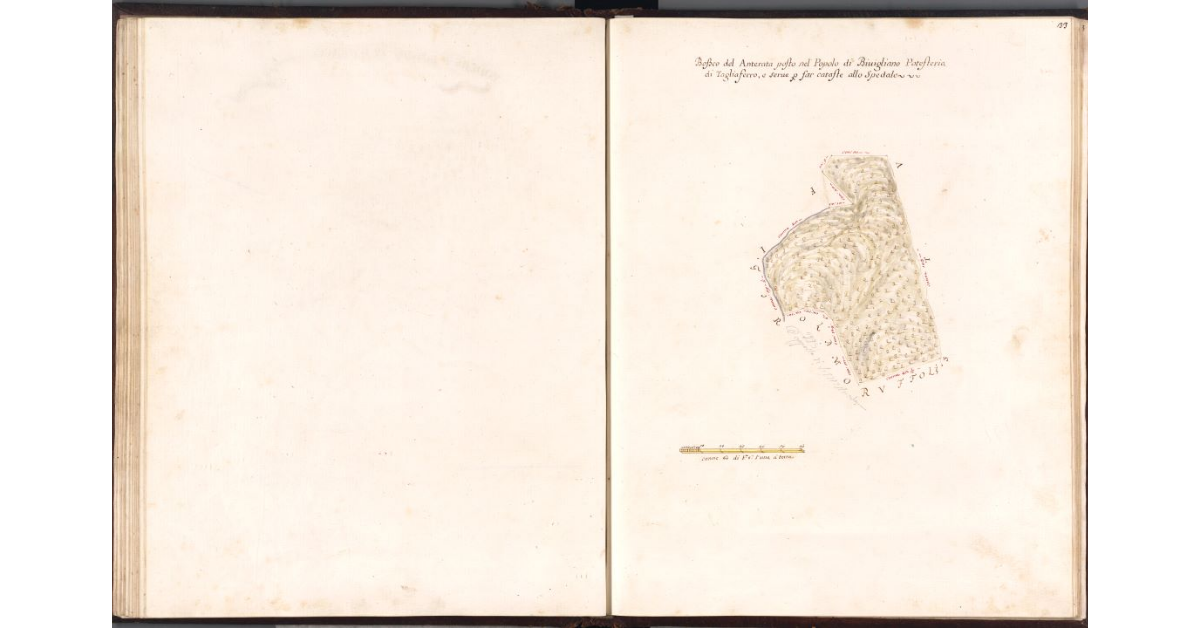 Bosco del Anterata posto nel Popolo di Bivigliano Potesteria di Tagliaferro, e serve per far cataste allo Spedale
