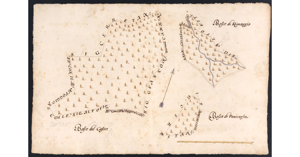 [Boschi dipendenti dal Podere di Palaia posto nel Popolo di S. Martino a Leccio Potesteria di Calenzano]