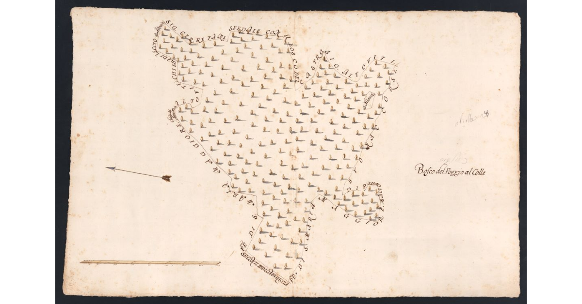 [Bosco di Poggio al Colle dipendente dal Podere di Palaia posto nel Popolo di S. Martino a Leccio Potesteria di Calenzano]