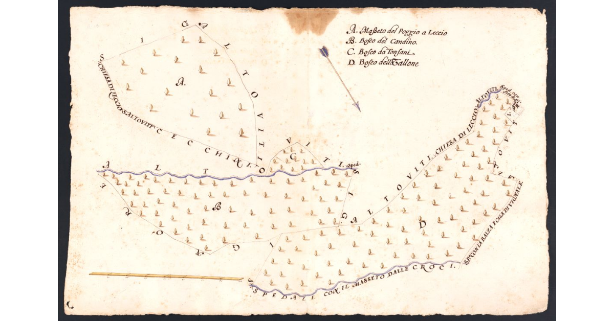 [Boschi e incolti dipendenti dal Podere di Vignale posto nel Popolo di S. Martino a Leccio Potesteria di Calenzano]