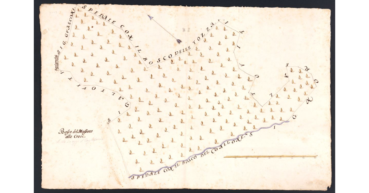 [Bosco del Masseto alle Croci dipendente dal Podere di Vignale posto nel Popolo di S. Martino a Leccio Potesteria di Calenzano]