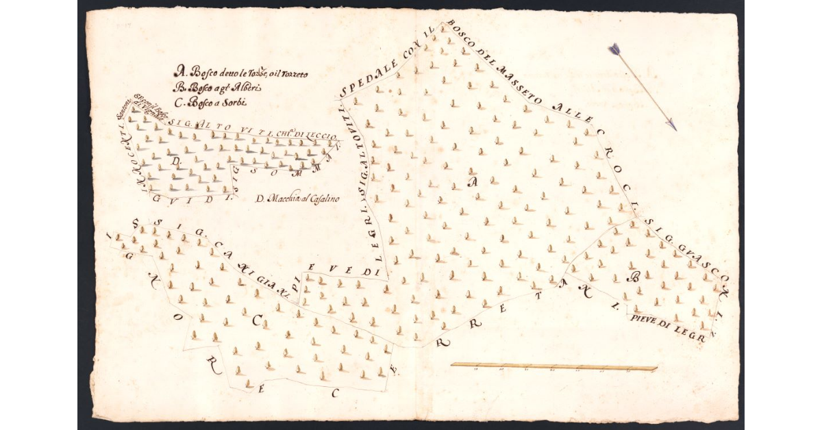 [Boschi dipendenti dal Podere di Vignale posto nel Popolo di S. Martino a Leccio Potesteria di Calenzano]