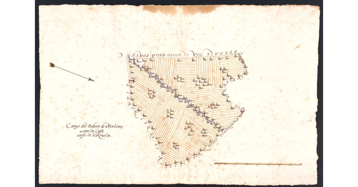 Campi del Podere di Morlione sotto la Casa verso la Garzuola