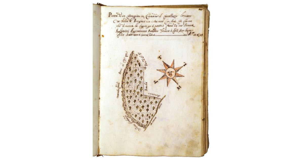 [Castagneto in contrada ''Il Castelluzzo'']