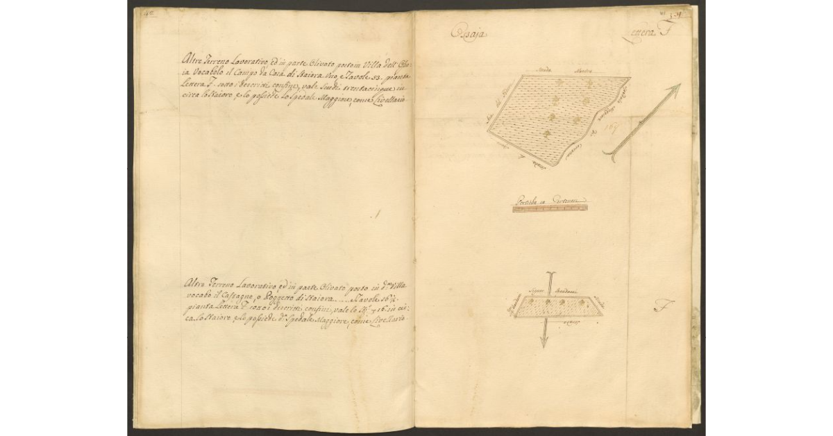 [Pianta di due appezzamenti di terreno posti in Ossaia apparteneti allo Spedale di S. Maria Maddalena e tenuti a livello dallo Spedale Maggiore di Cortona]