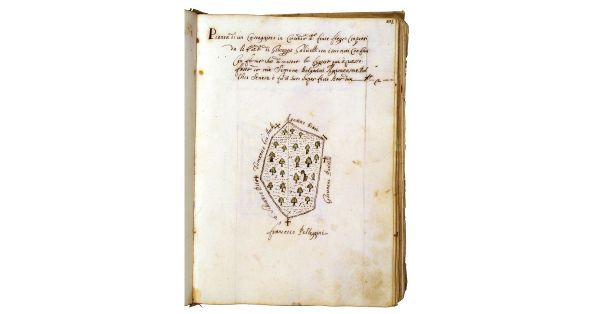 [Castagneto in contrada Fonte Farga]