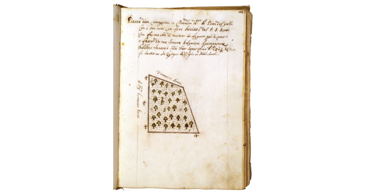 [Castagneto in contrada Il Pian del Gallo]