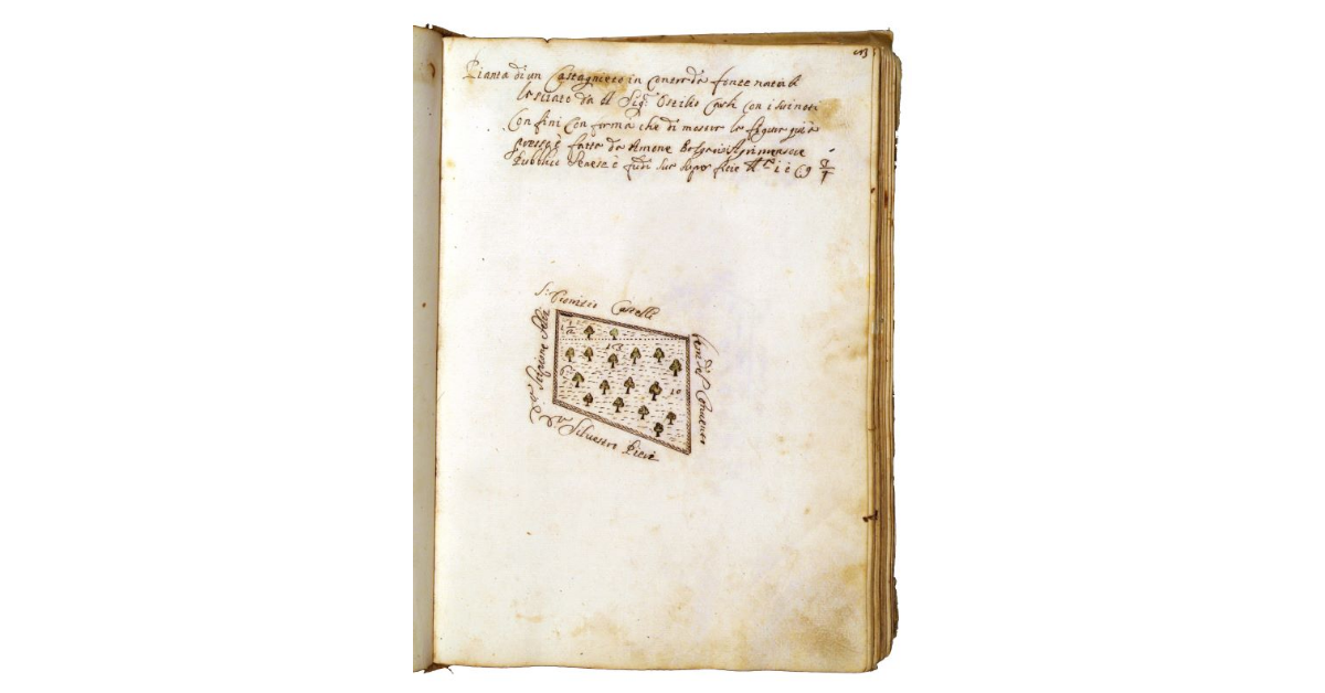 [Castagneto in contrada Fonte Natali]