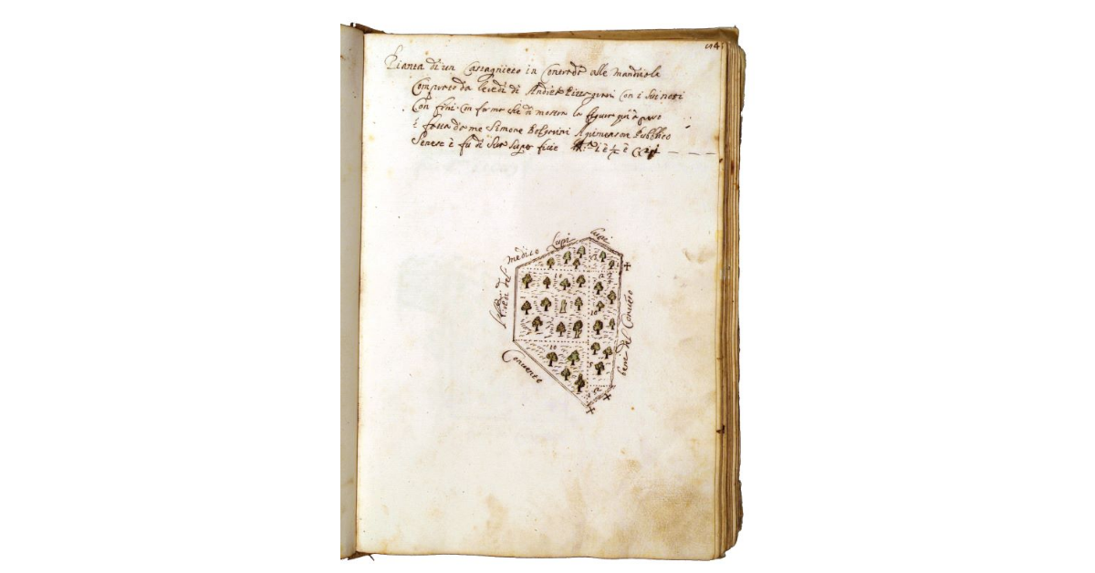 [Castagneto in contrada alle Mandriole]