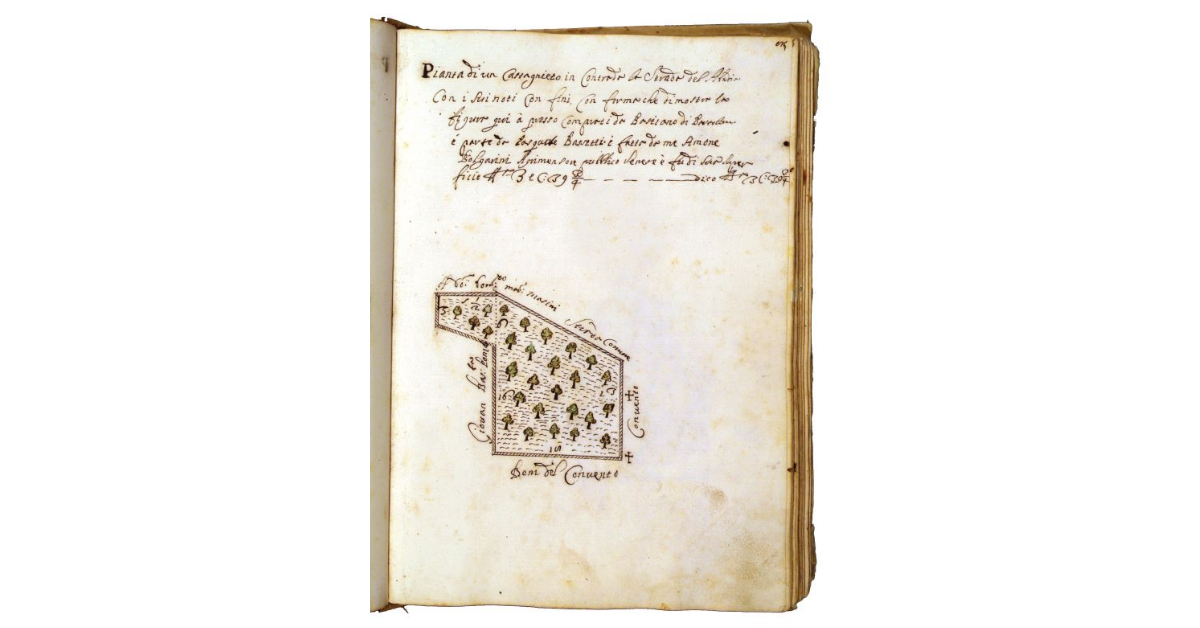 [Castagneto in contrada la "strada del Abbadia"]