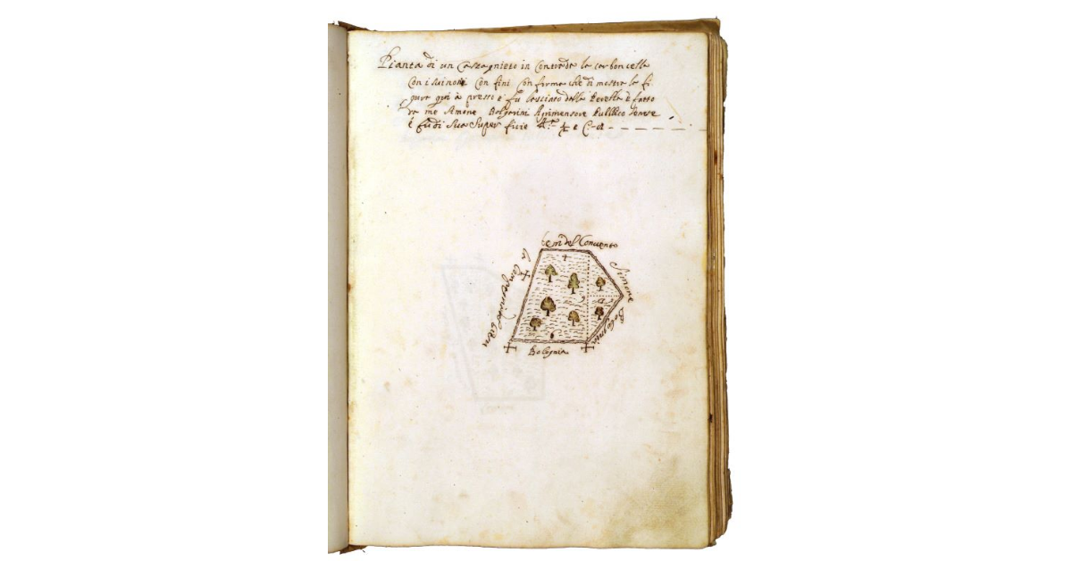 [Castagneto in contrada la Carboncella]