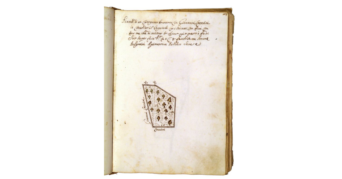 [Castagneto in contrada il Bagniolo]