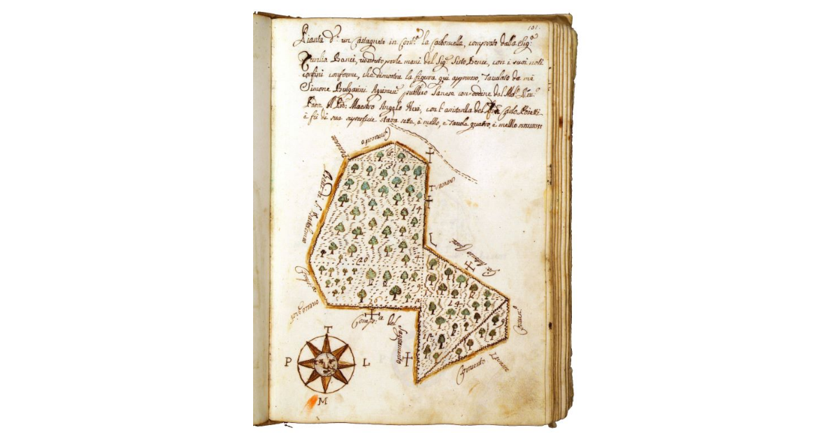 [Castagneto in contrada "la Carboncella"]