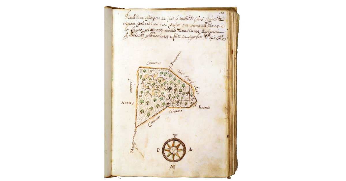 [Castagneto in contrada "la Macchia di Chiro"]