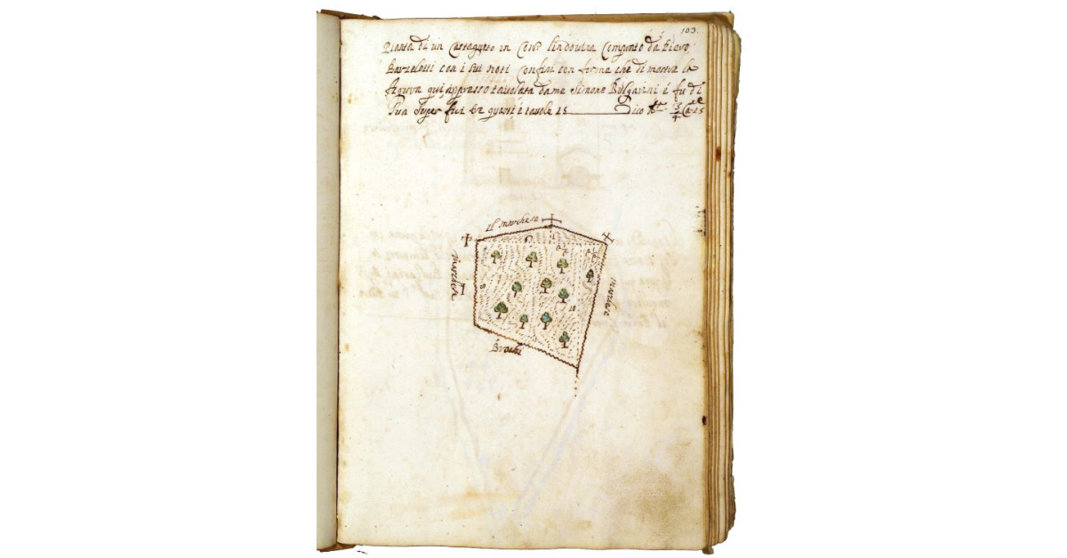 [Castagneto in contrada "Lindovina"]