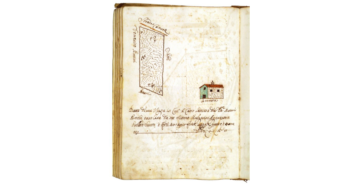 [Vigna in contrada "il Canto"]