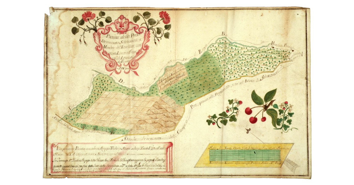 Pianta della presa denominata Selvicomori e mandrie del Novellini concesse a linea a Franco di Lorenzo da Frassini