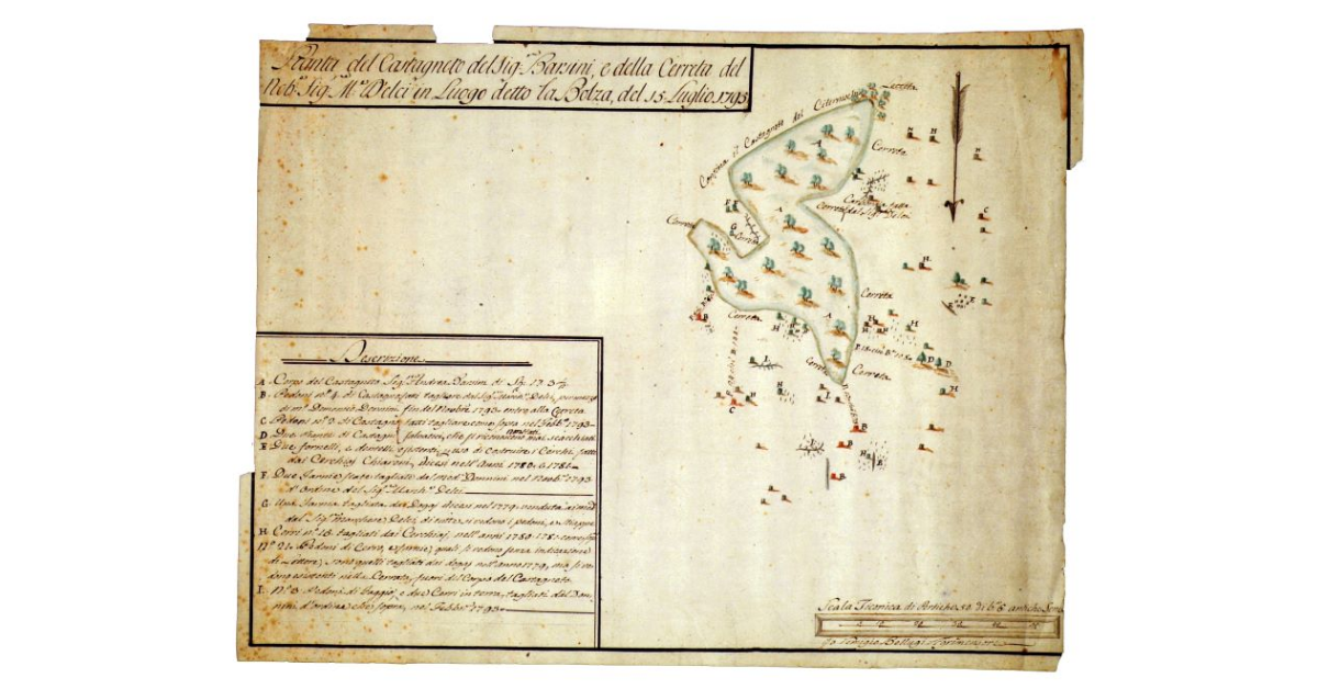Pianta del Castagneto del signor Barsini e della Cerreta del nobile signor marchese D'Elci in luogo detto la Bolza, del 15 Luglio 1795