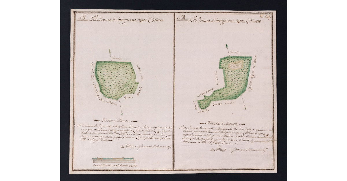 [Boschi della Tenuta di Antignano]