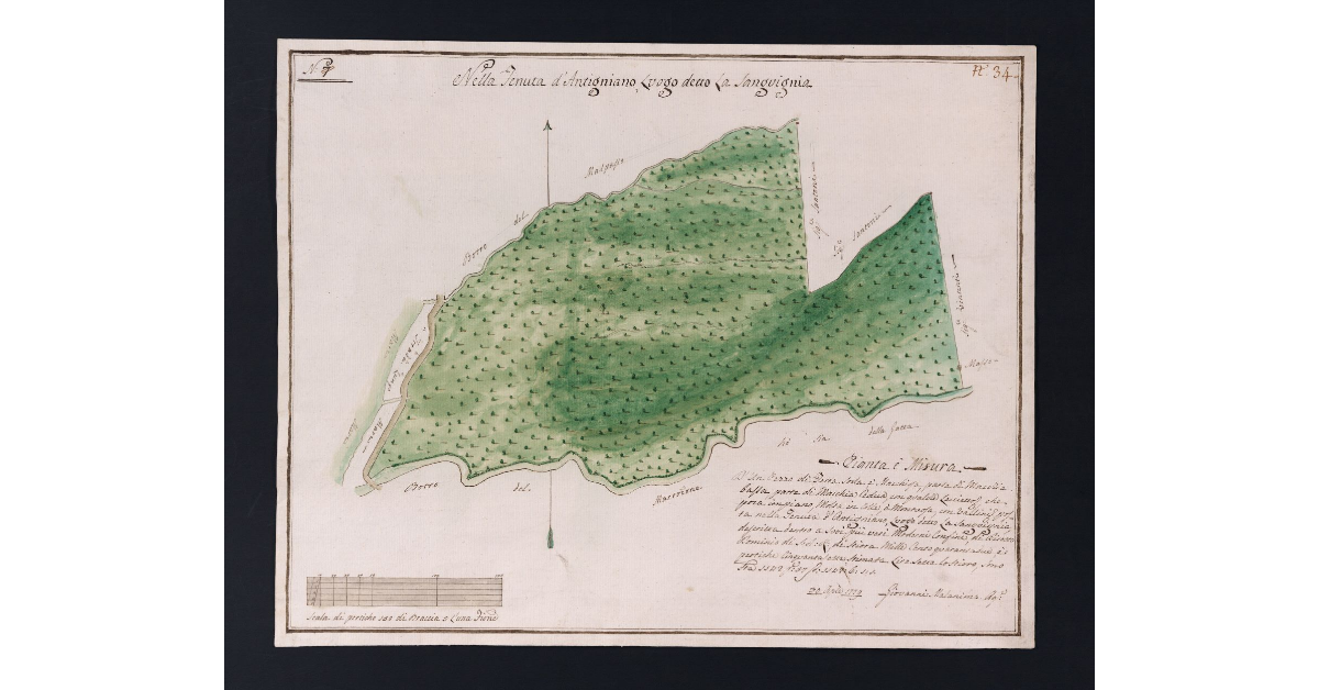 [Bosco della Tenuta di Antignano]