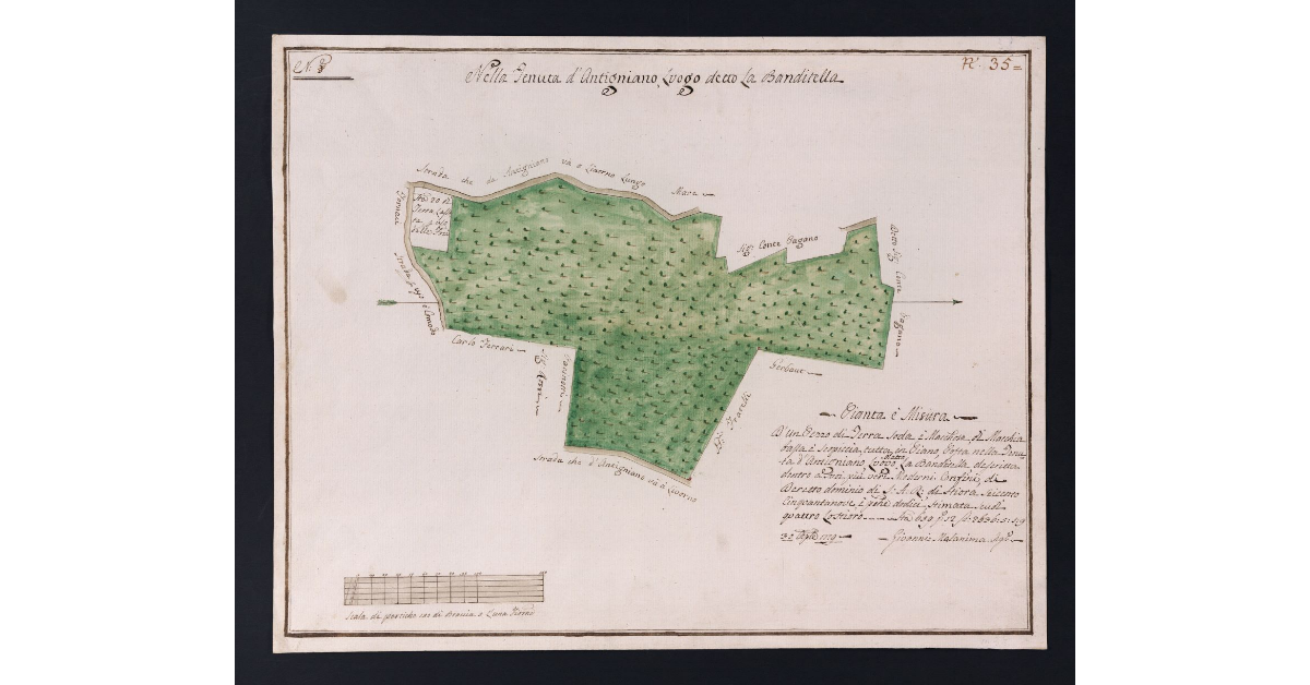 [Bosco della Tenuta di Antignano]