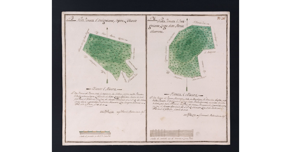 [Boschi della Tenuta di Antignano]