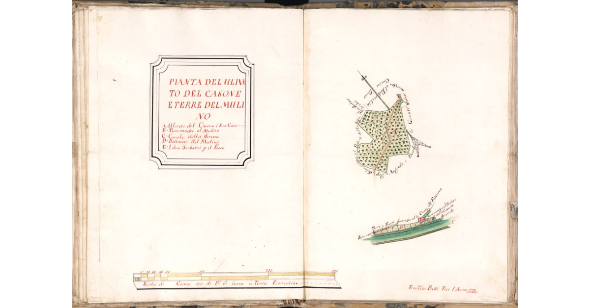 Pianta del uliveto del Casone e terre del Mulino