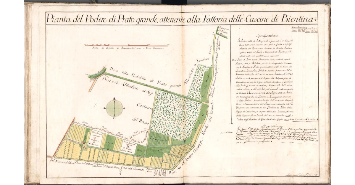 Pianta del Podere di Prato grande, attenente alla Fattoria delle Cascine di Bientina