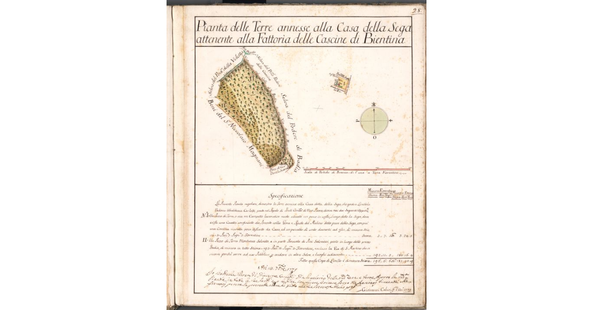 Pianta delle Terre annesse alla Casa della Sega attenente alla Fattoria delle Cascine di Bientina