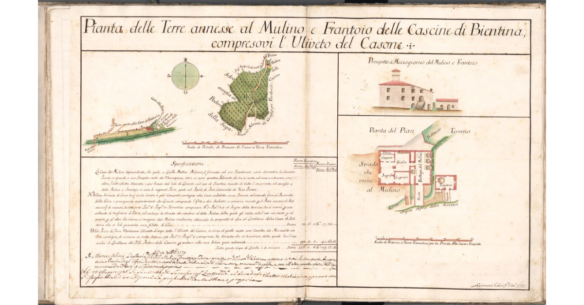 Pianta delle Terre annesse al Mulino e Frantoio delle Cascine di Bientina, compresovi l'Uliveto del Casone