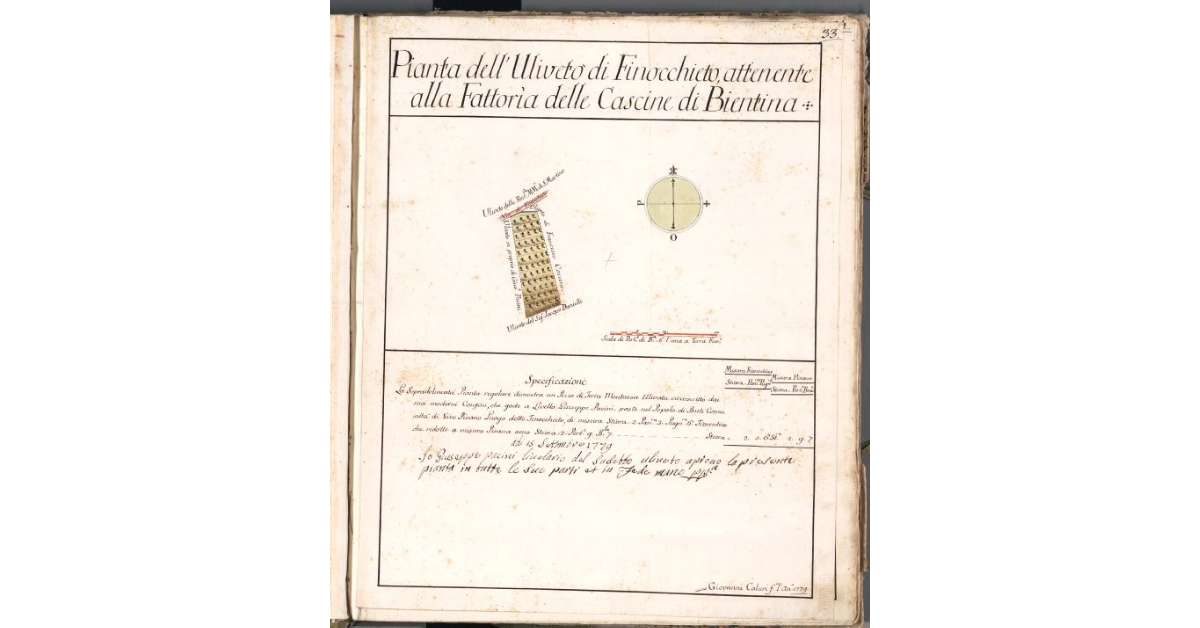 Pianta dell'Uliveto di Finocchieto, attenente alla Fattoria delle Cascine di Bientina