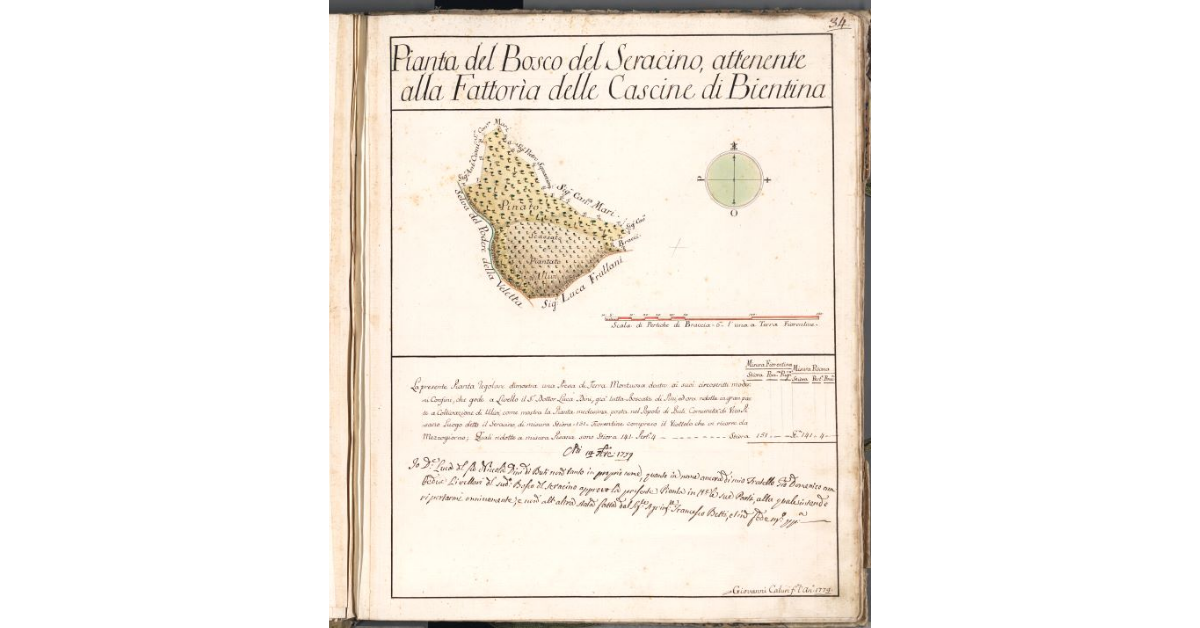 Pianta del Bosco del Seracino, attenente alla fattoria delle Cascine di Bientina