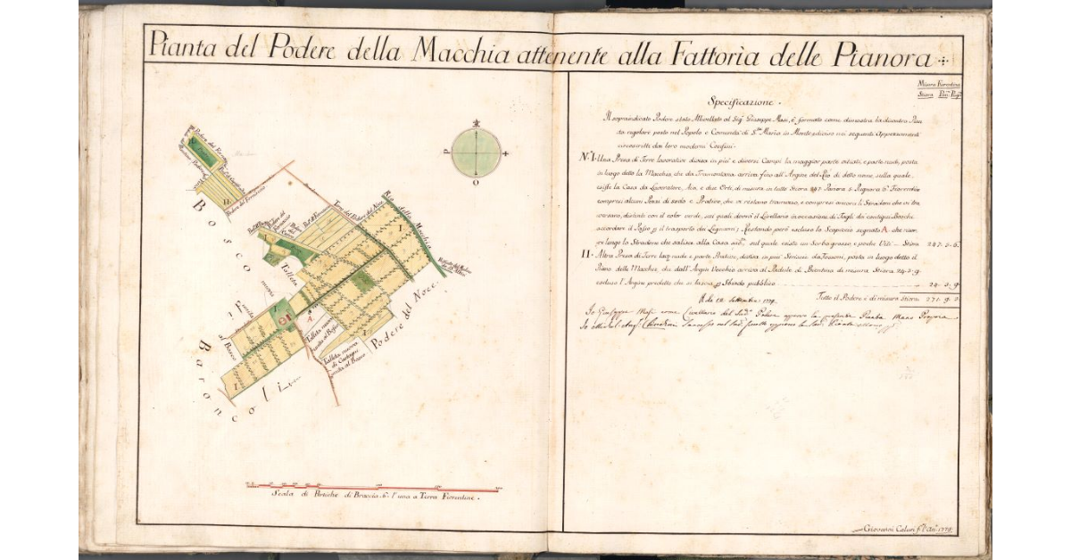 Pianta del podere della Macchia attenente alla Fattoria delle Pianora