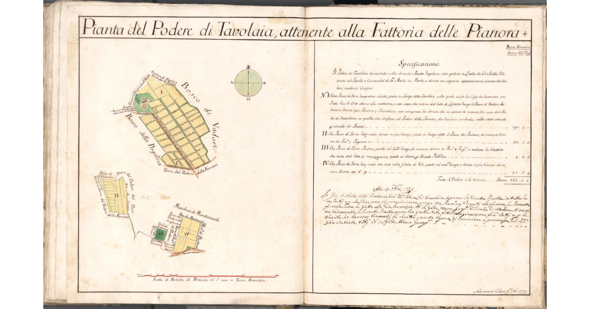 Pianta del Podere di Tavolaia, attenente alla Fattoria delle Pianora