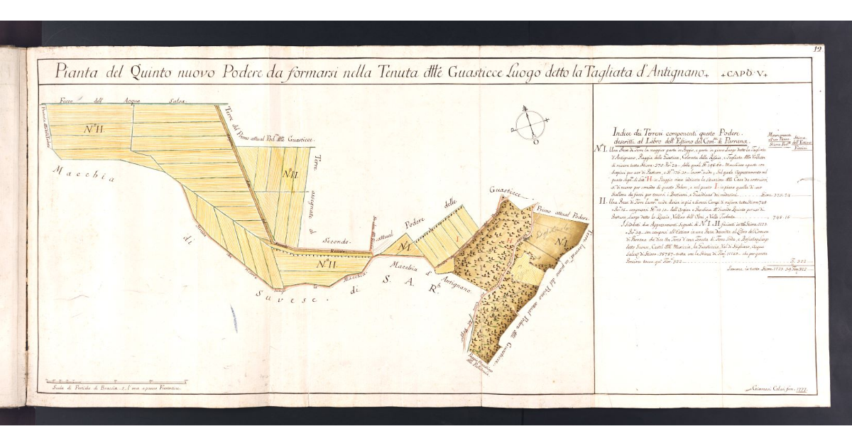 Pianta del Quinto nuovo Podere da formarsi nella Tenuta delle Guasticce Luogo detto la Tagliata d'Antignano
