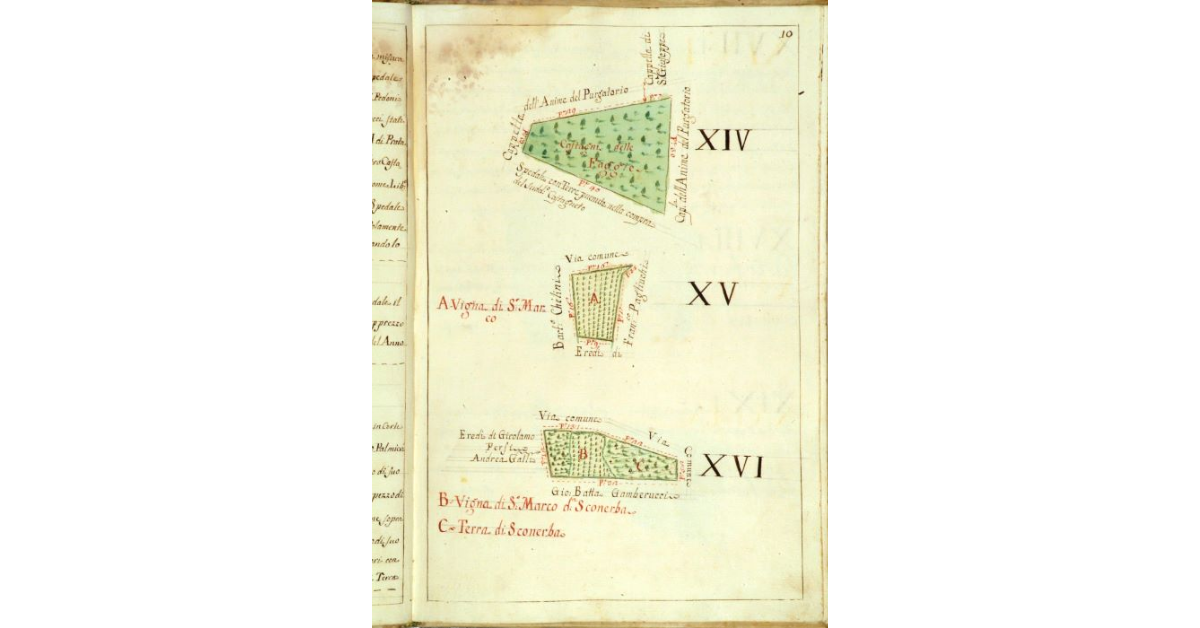 [Mappa raffigurante due vigne e un castagneto]