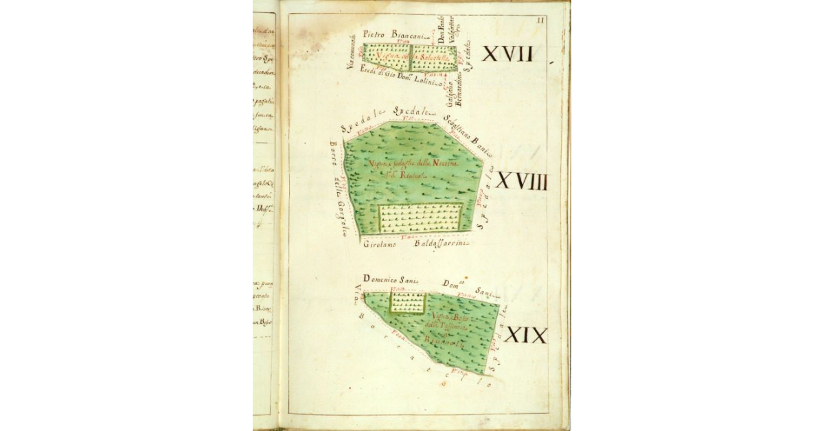 [Mappa raffigurante tre appezzamenti di vigna]