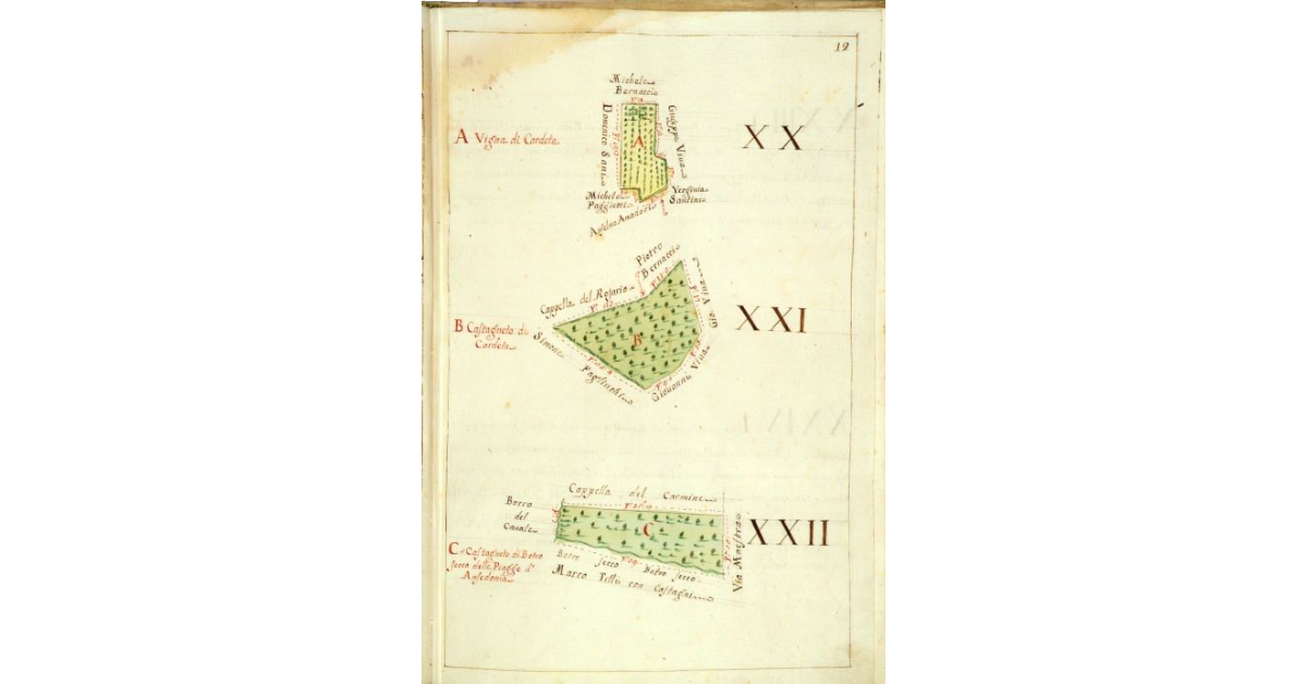 [Mappa raffigurante una vigna e due castagneti]