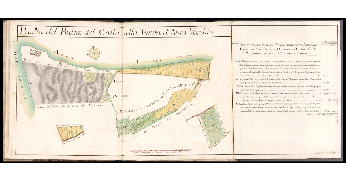 Pianta del Podere del Gallo nella Tenuta d'Arno Vecchio