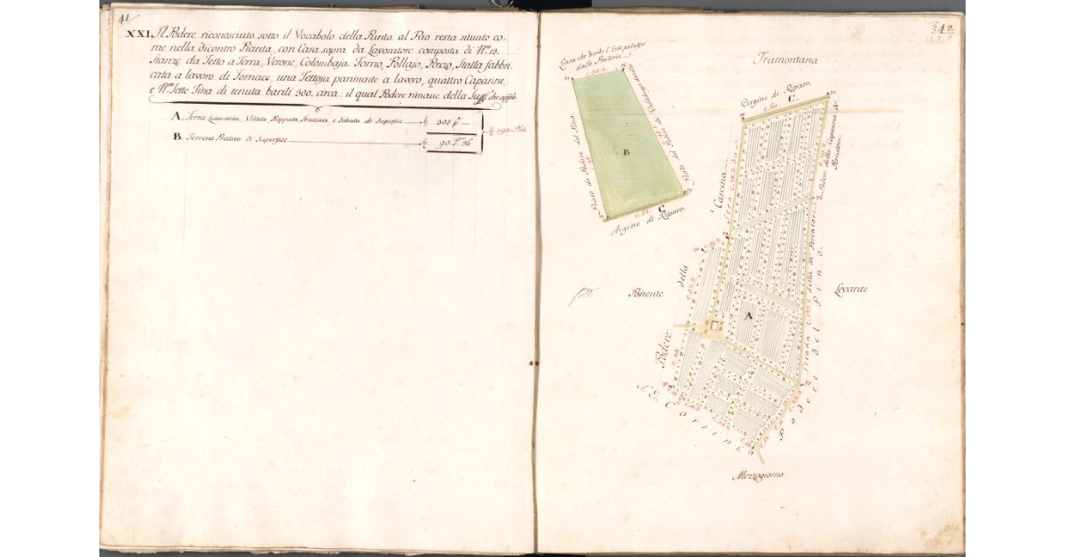 [Pianta del Podere della Punta al Rio]