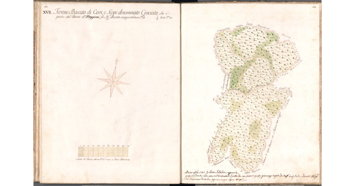 [Pianta del bosco della Crociata]