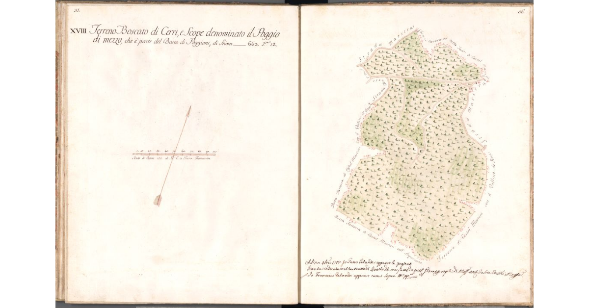 [Pianta del bosco del Poggio di mezzo]