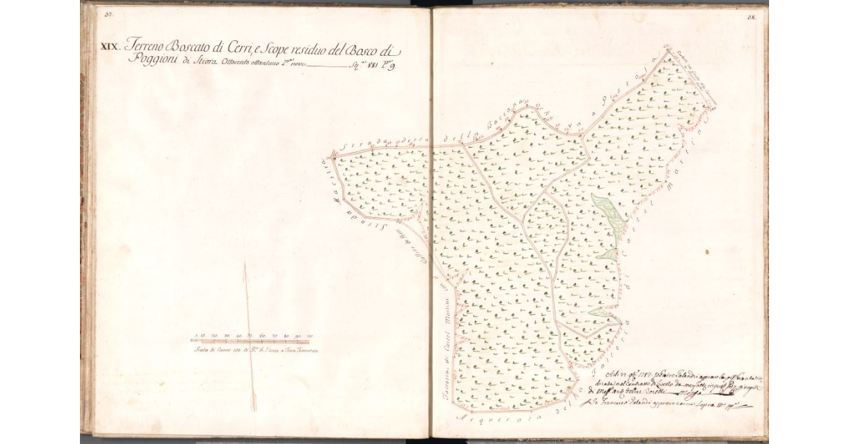 [Pianta del terreno residuo del bosco di Poggioni]
