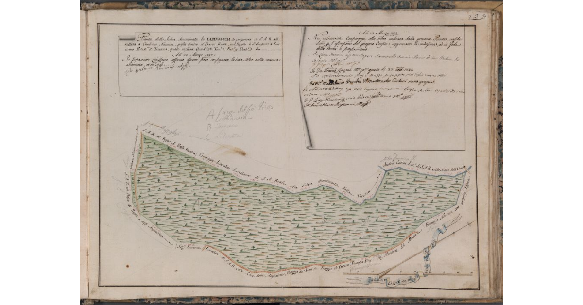 [Pianta della Selva denominata la Capannuccia posta nel Barco Reale]